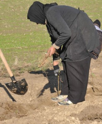 150 de hectare au fost împădurite în municipiul Constanţa
